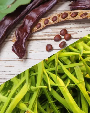Close-up of locust bean pods and seeds alongside fresh green guar beans.