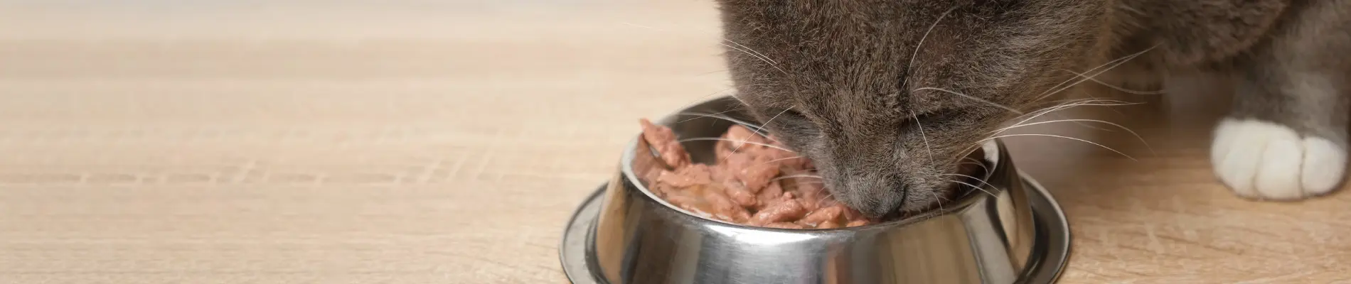 Grey cat eating wet food from a stainless steel bowl on a wooden surface, illustrating the role of guar gum in cat food.