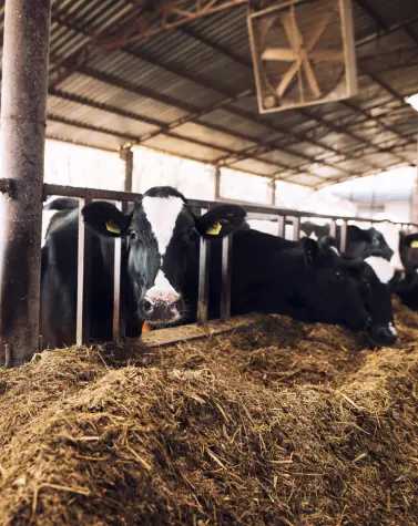 Cows eating animal feed in a barn with guar gum as a component.