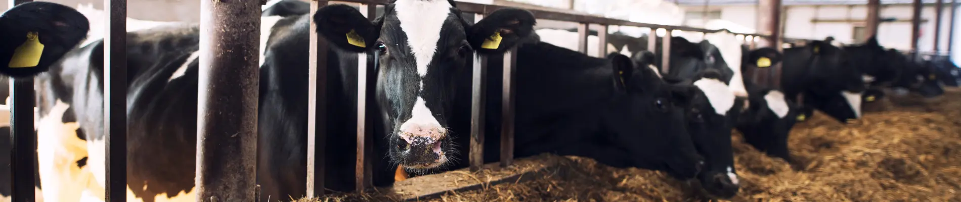 Cattle eating animal feed in a barn with guar gum as a component.