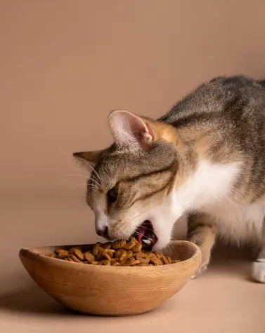 A cat eating dry food from a wooden bowl, highlighting the importance of guar gum in pet nutrition