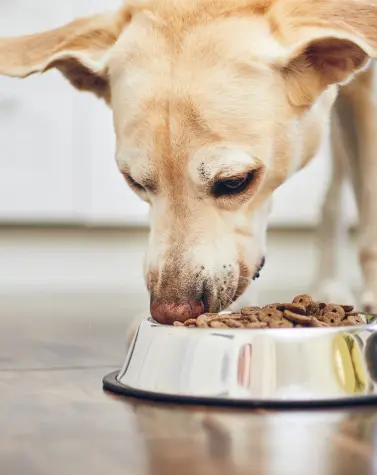 Dog eating kibble from a stainless steel bowl, emphasizing the role of guar gum in dog food.