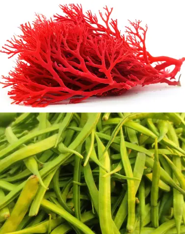 Red seaweed and guar beans used as natural food thickeners
