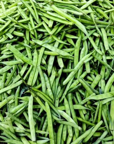 Fresh green guar beans – raw material for guar gum production