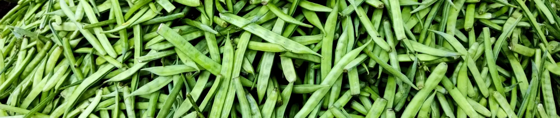 Green guar beans – natural source for industrial guar gum