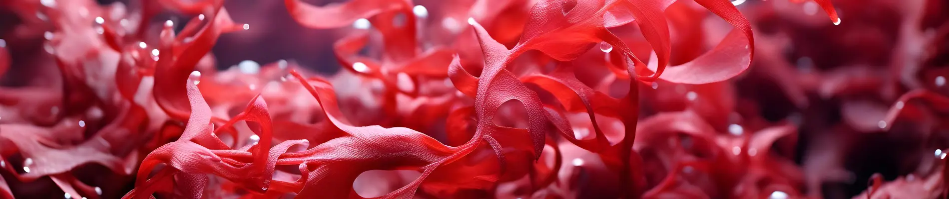 Close-up of red seaweed used to produce carrageenan