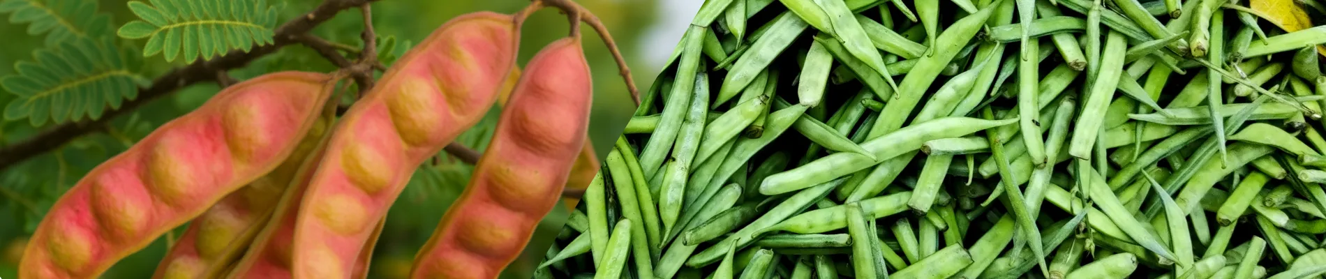 Ripe seed pods representing tara gum on the left and fresh green guar beans on the right, showing natural sources of food thickeners.
