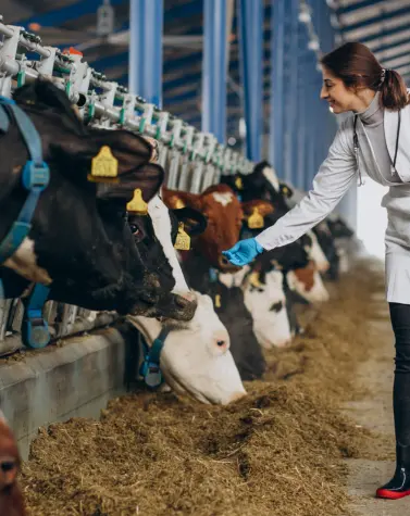 Veterinarian feeding cows with plant-based protein in a modern dairy farm
