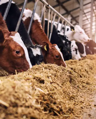 Cattle feeding on guar gum-based nutritious feed inside a modern dairy farm, illustrating its role in improving feed quality, moisture retention, and animal health.