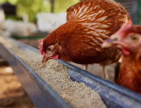 Livestock feeding on fiber-rich guar gum-based feed pellets, illustrating its role in improving digestive health and nutrient absorption for better animal growth.