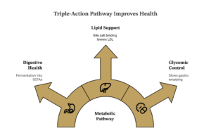 Infographic showing the triple-action metabolic pathway of SUNCOL-20FD fenugreek fiber: digestive fermentation into SCFAs, bile salt binding for cholesterol reduction, and glycemic control via slowed gastric emptying.